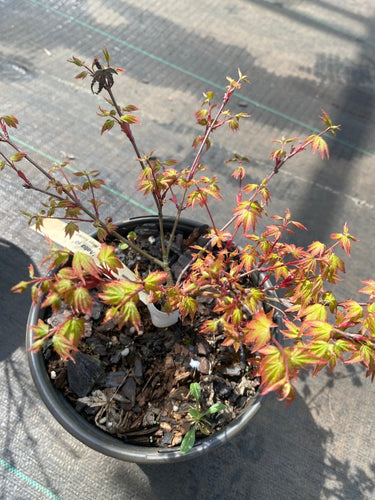 Acer palmatum 'Aoba jo' Dwarf Japanese Maple - Maple Ridge Nursery